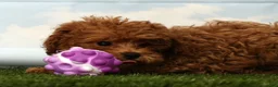 Havapoo dogs for sale: Hope - Ad 3