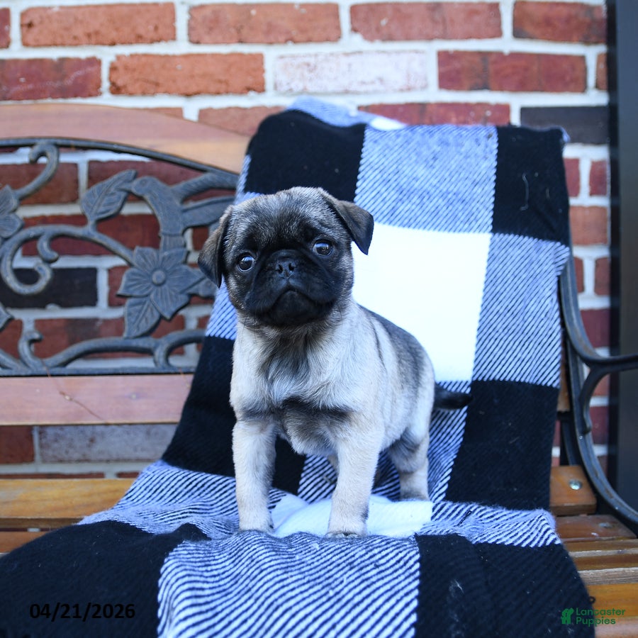 Pug dogs Tryla - Ad 2