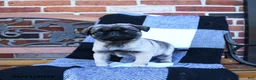 Pug dogs for sale: Tryla - Ad 2