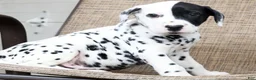 Dalmatian dogs for sale: Patches - Ad 2