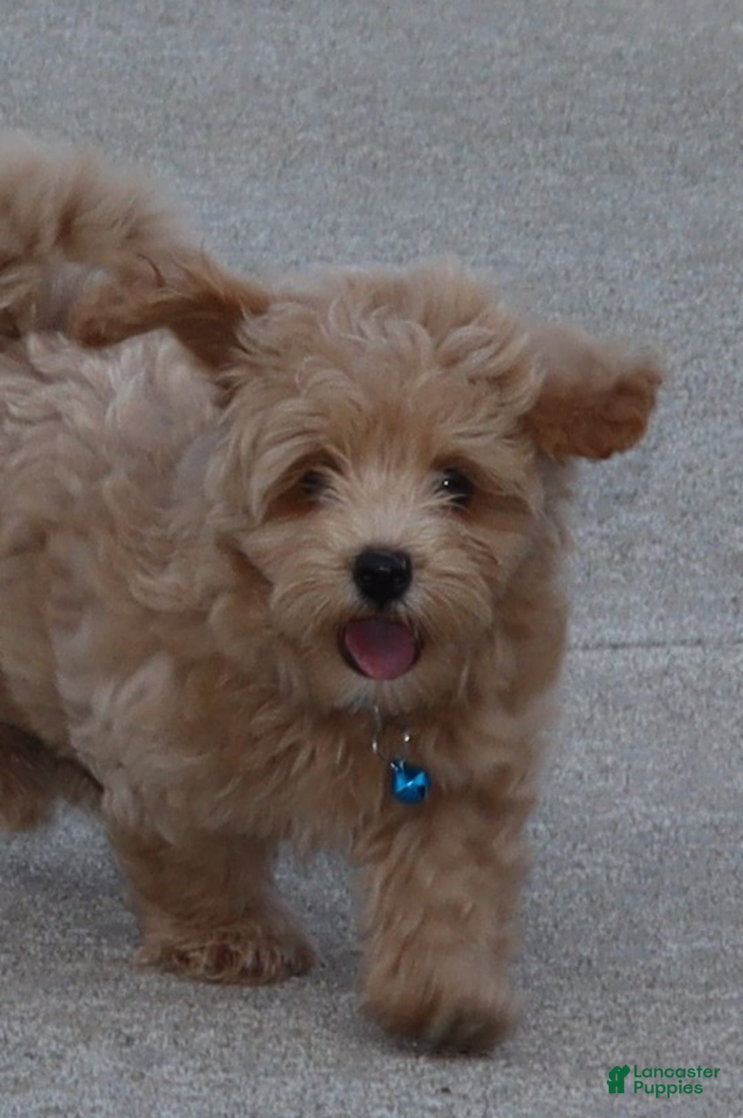 Havapoo dogs for sale: Chase 👨‍👨‍👦‍👦💞🐕 - Ad 27