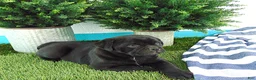 Mixed Breed dogs for sale: Sandra - Ad 3