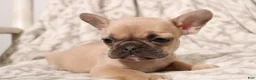 French Bulldog dogs for sale: Link - Ad 2