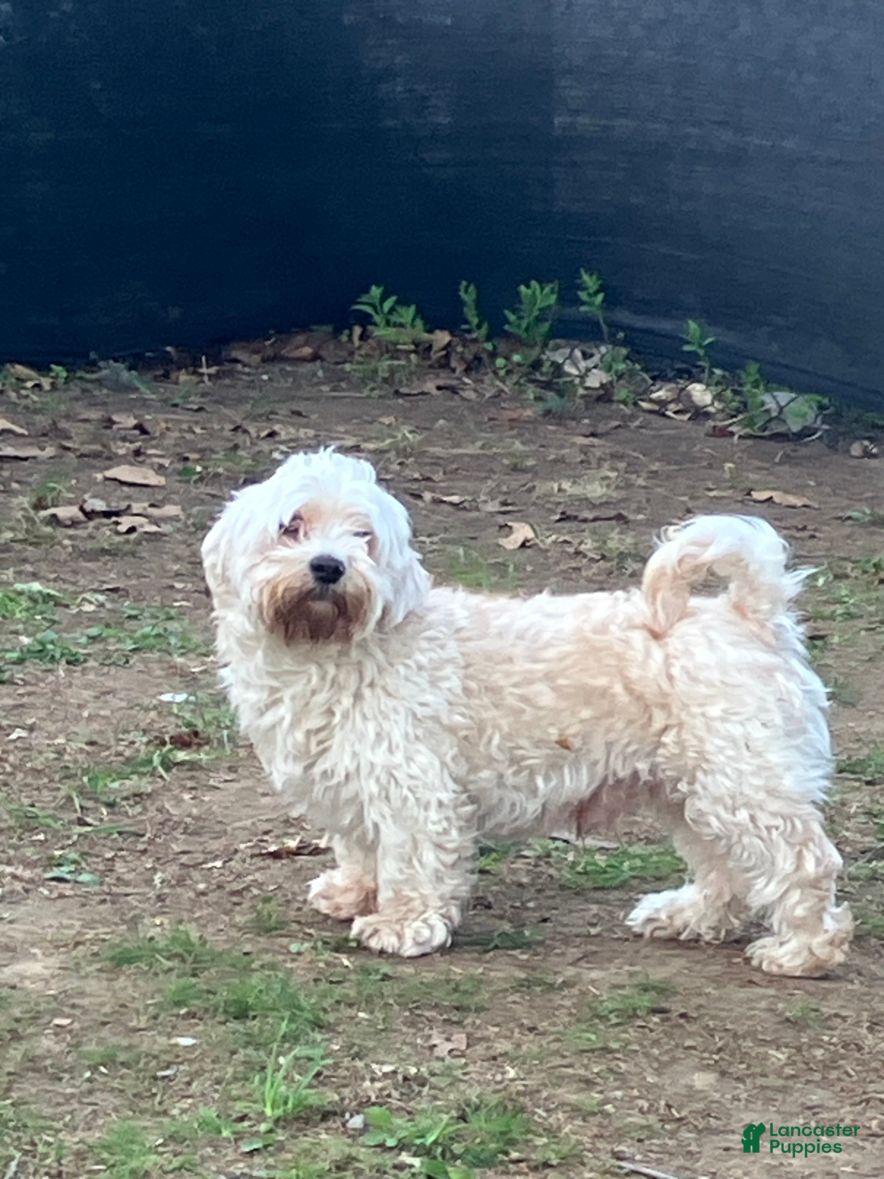 Havanese dogs Tuffy - Ad 1