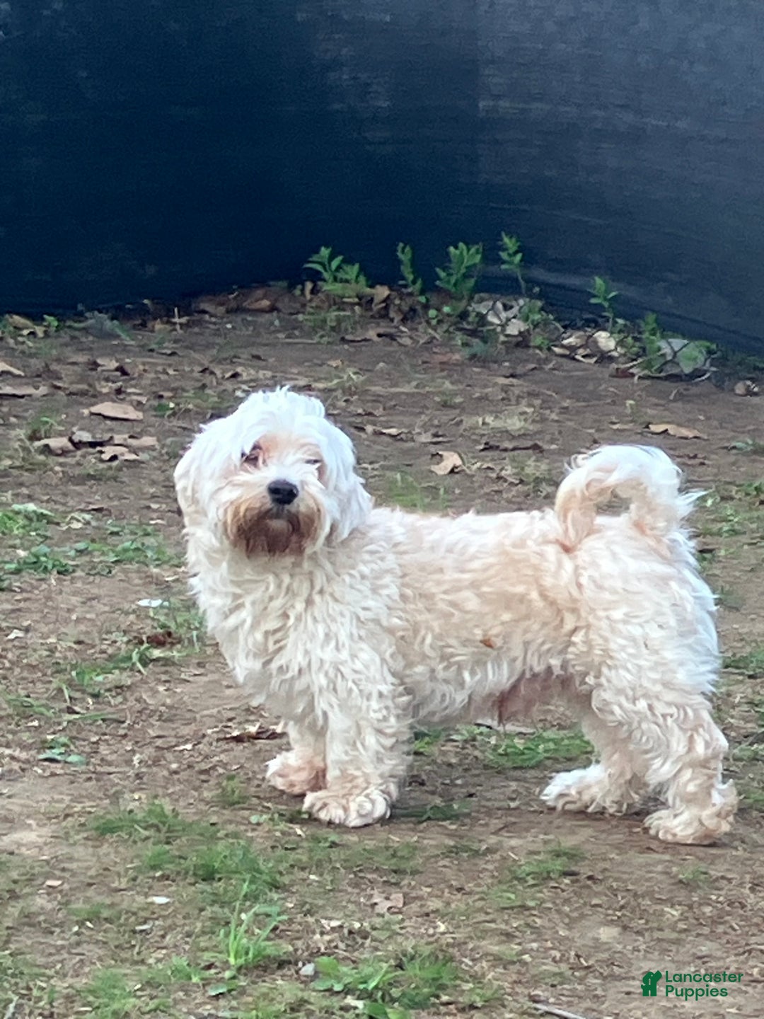 Havanese dogs for stud: Tuffy - Ad 1