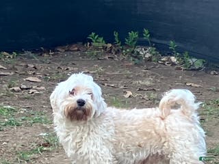 Havanese dogs Tuffy - Ad 1