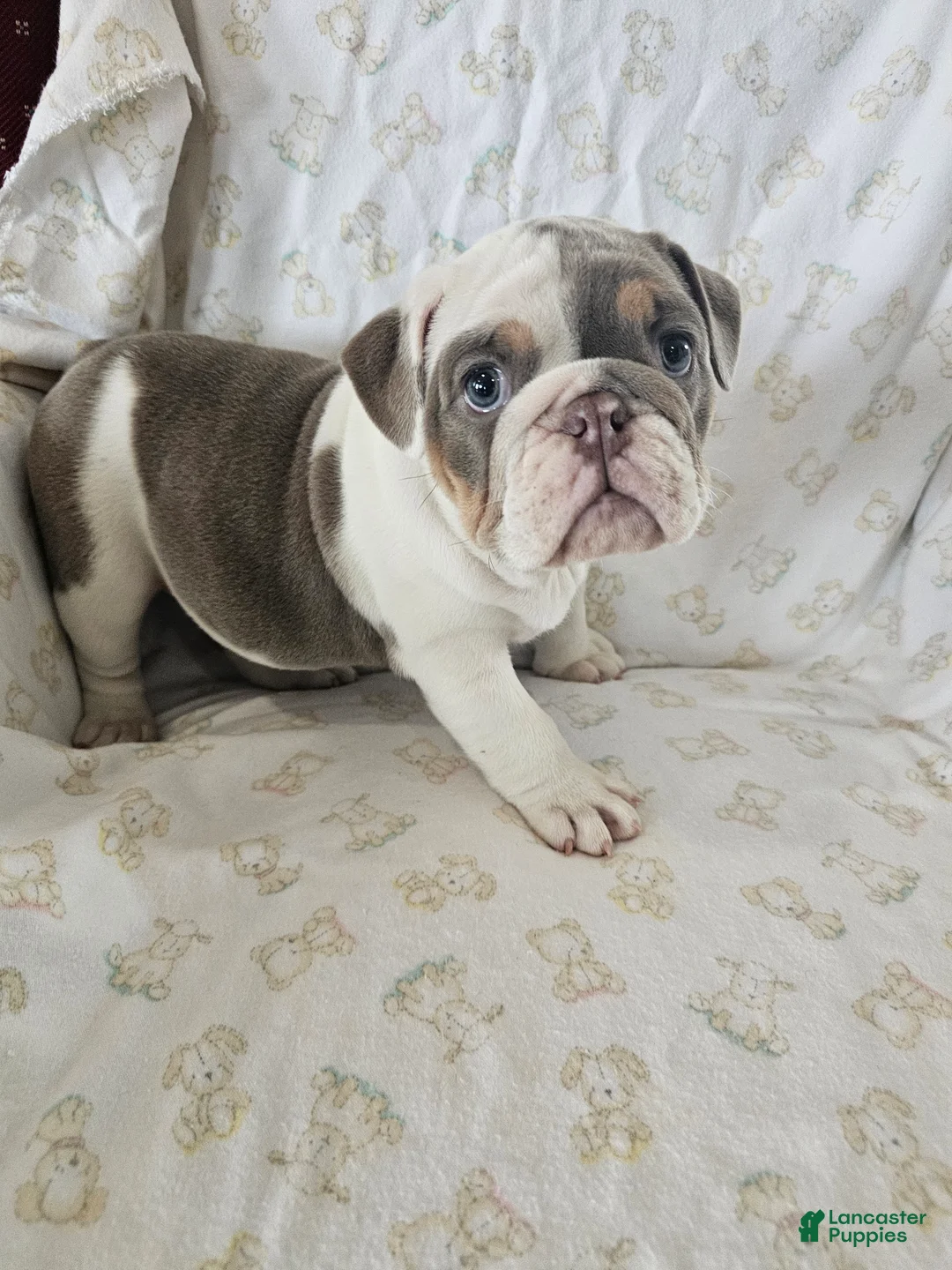 English Bulldog dogs for sale: English Bulldog Puppy 5 - Ad 6