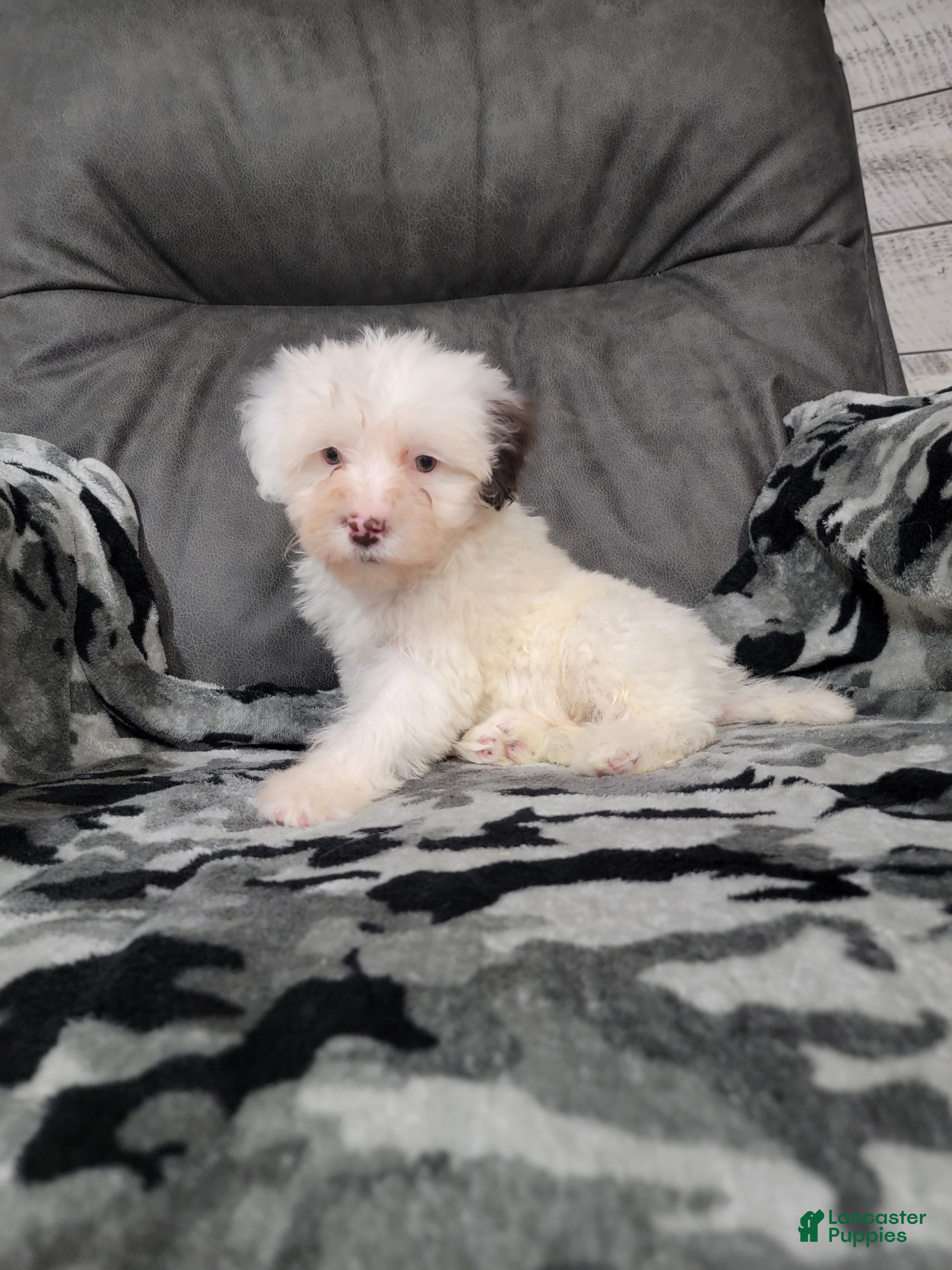 Portuguese Water Dog dogs for sale: Mason - Ad 3