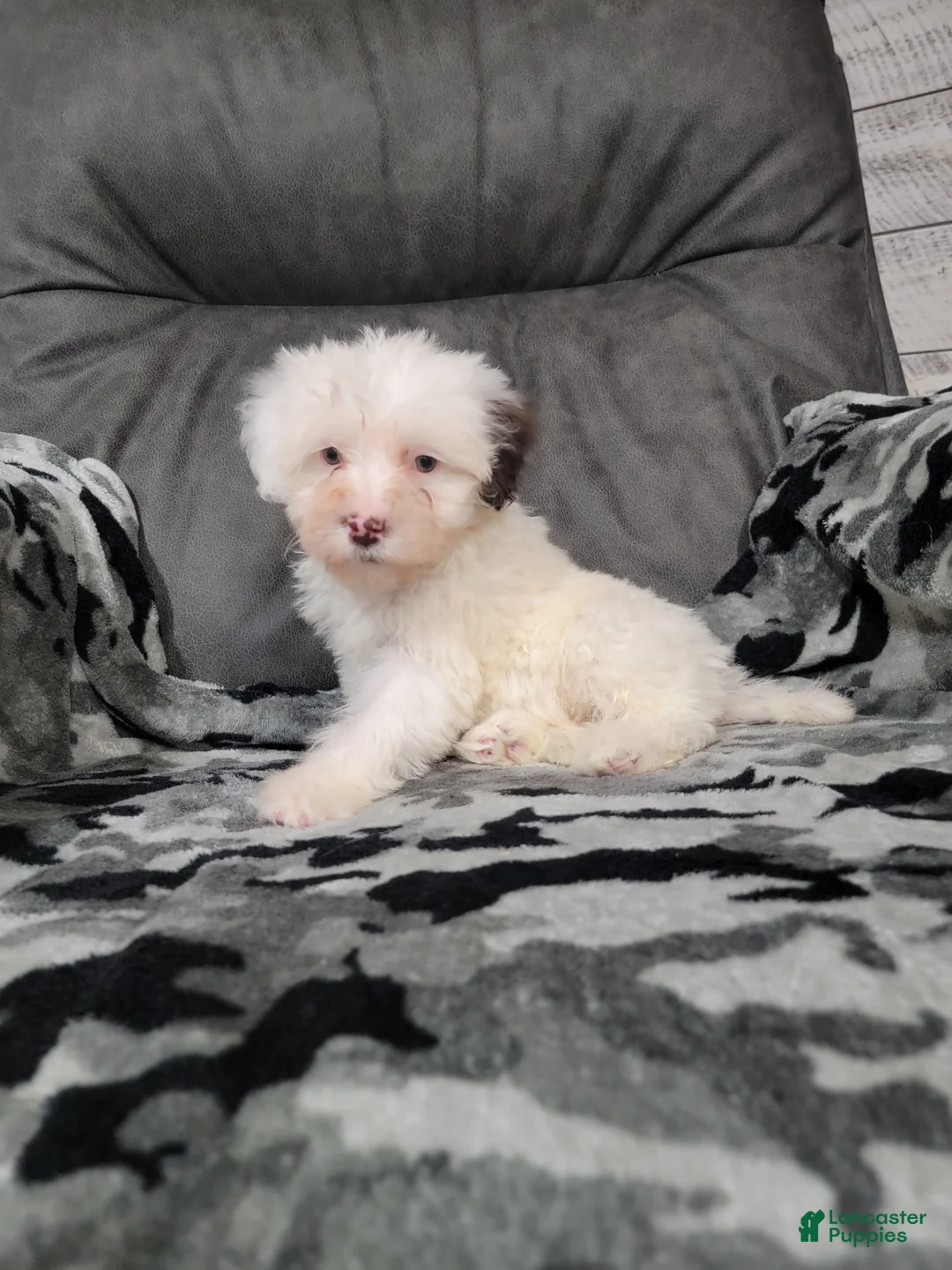 Portuguese Water Dog dogs for sale: Mason - Ad 1