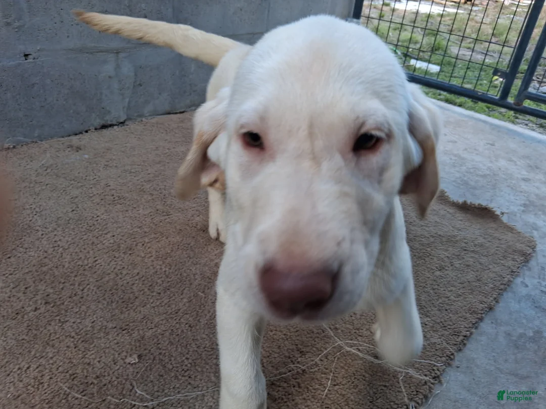 Labrador Retriever dogs for sale: Dan - Ad 5