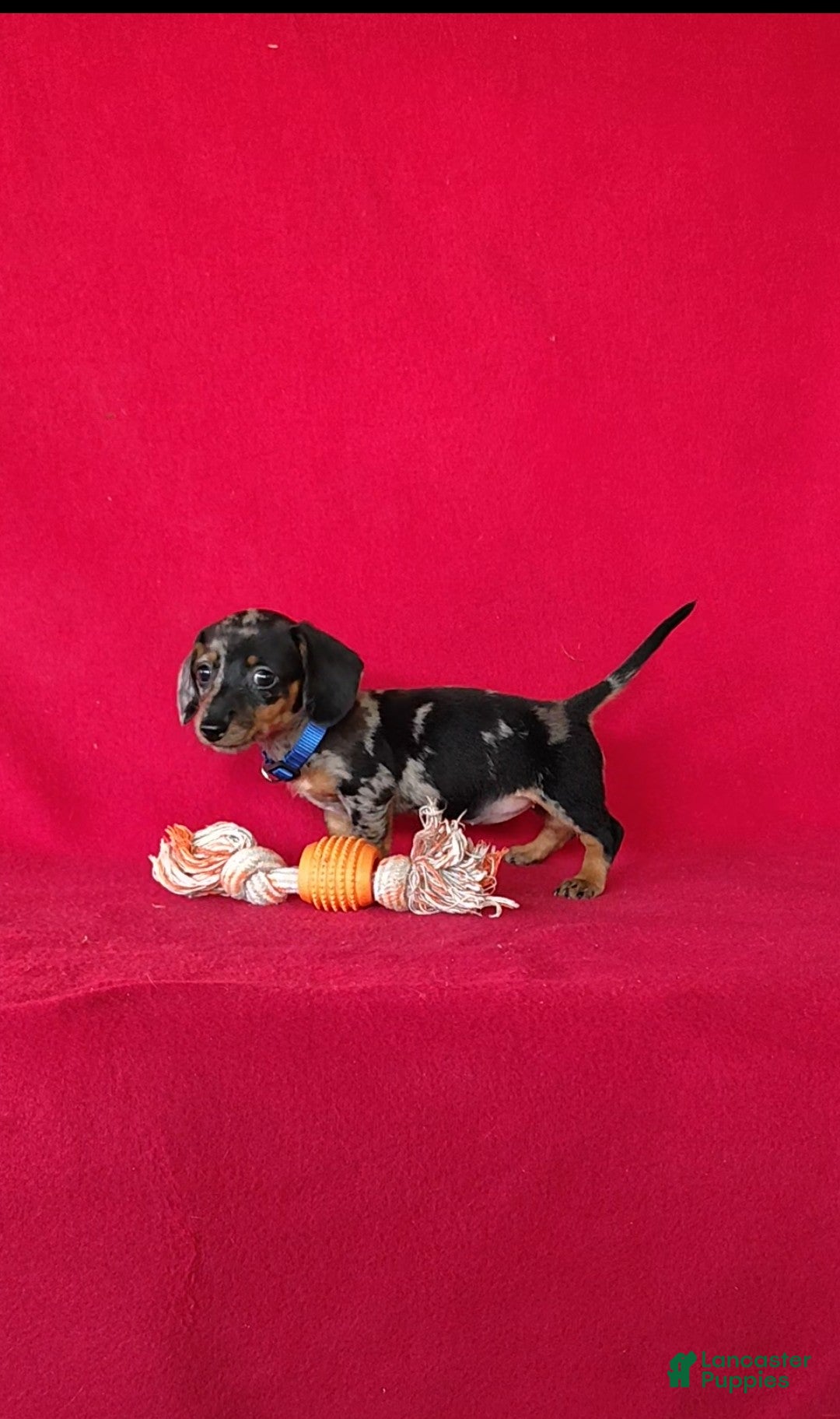 Miniature Dachshund dogs Talia - Ad 2