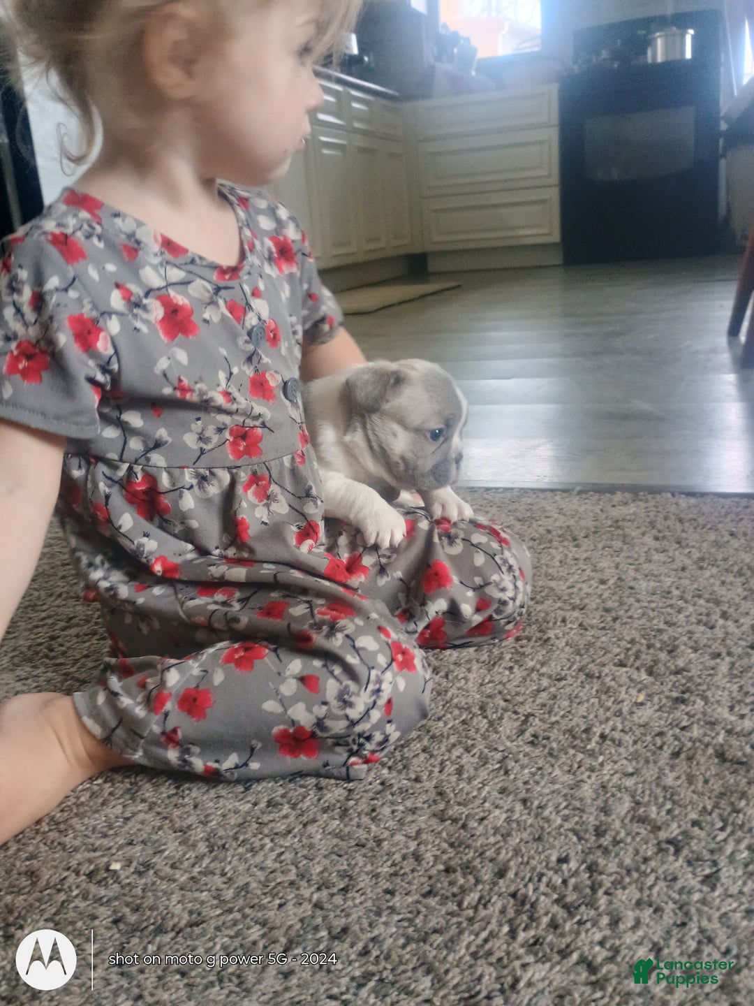 French Bulldog dogs for sale: Hope - Ad 2