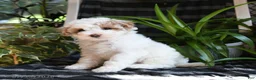 Bichpoo dogs for sale: Blossom - Ad 5
