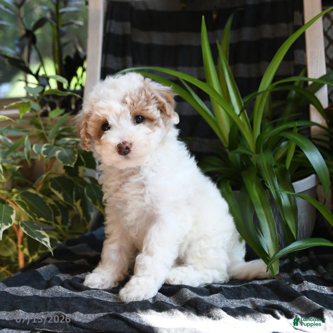 Bichpoo dogs for sale: Blossom - Ad 5