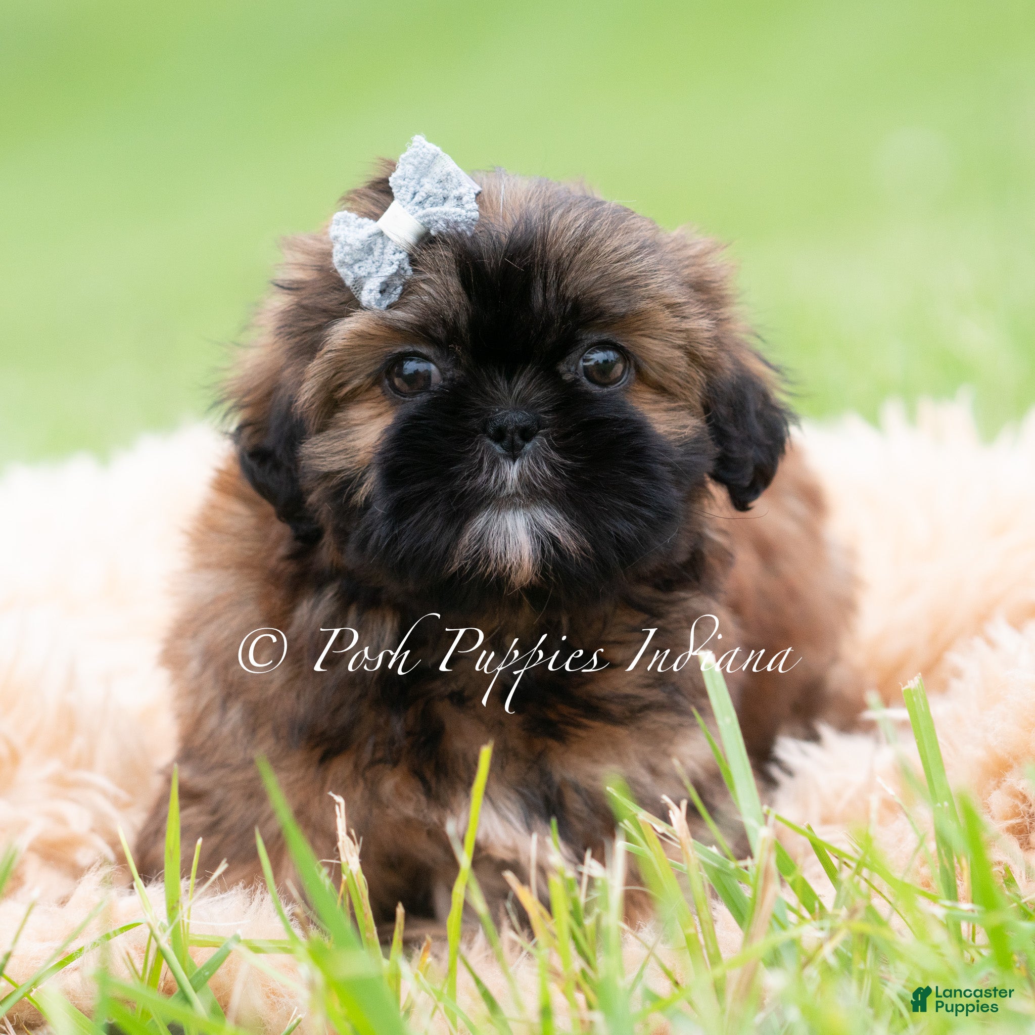 Shih Tzu dogs Ace AKC - Ad 22