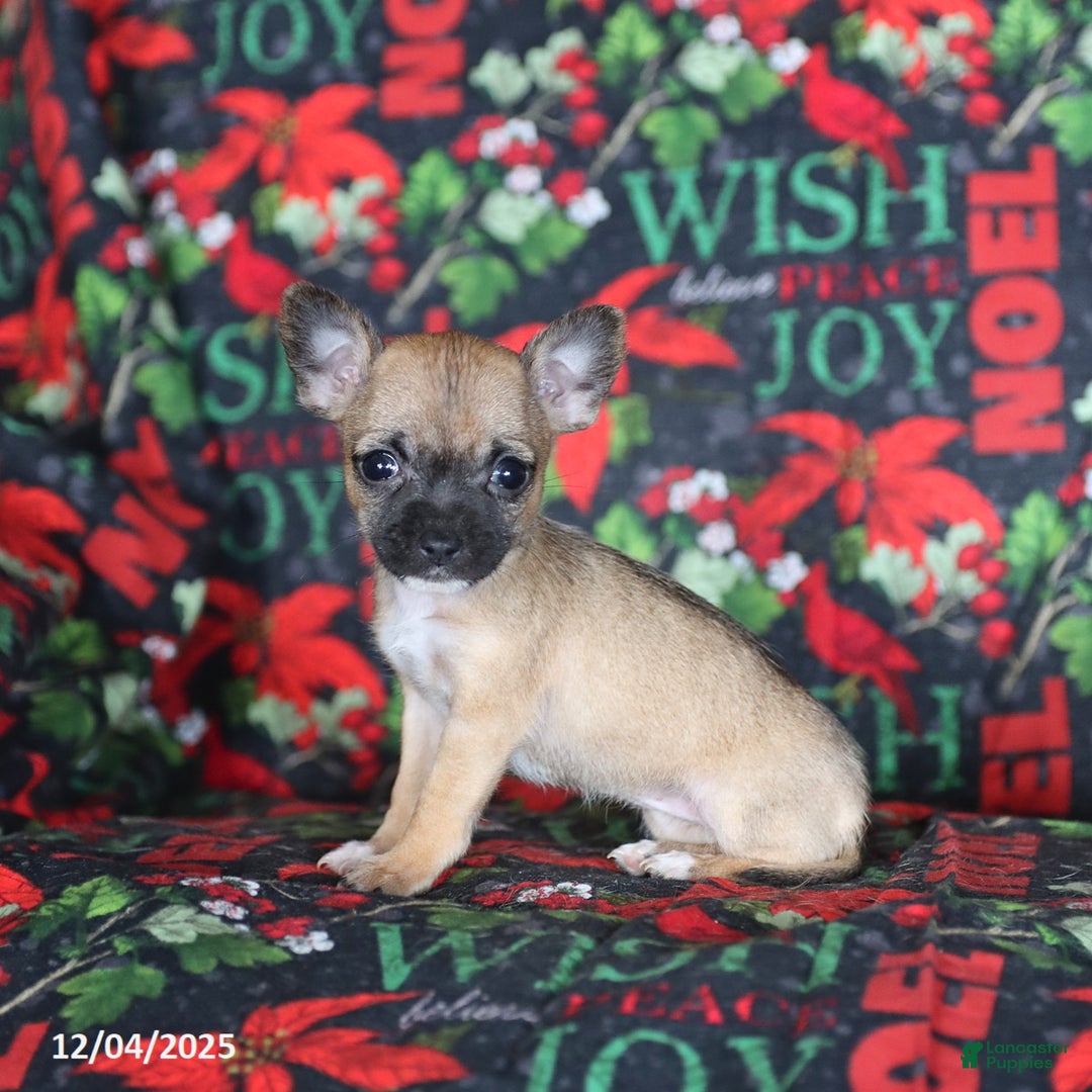 Chihuahua dogs for sale: Penelope - Ad 2