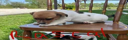 Jack Russell Terrier dogs for sale: Rascal - Ad 4