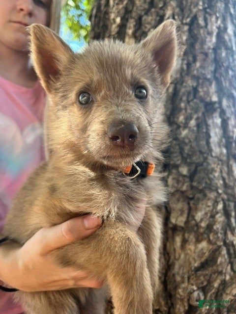 German Shepherd dogs Isabella - reserved - Ad 24