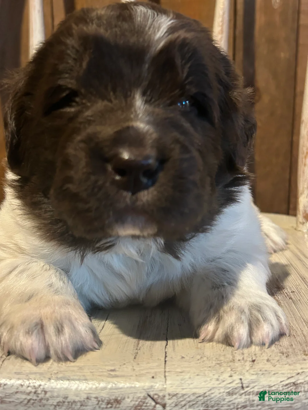 Newfoundland dogs for sale: Newfoundland 1 - Ad 2