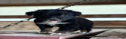 Australian Shepherd dogs for sale: River  - Ad 5