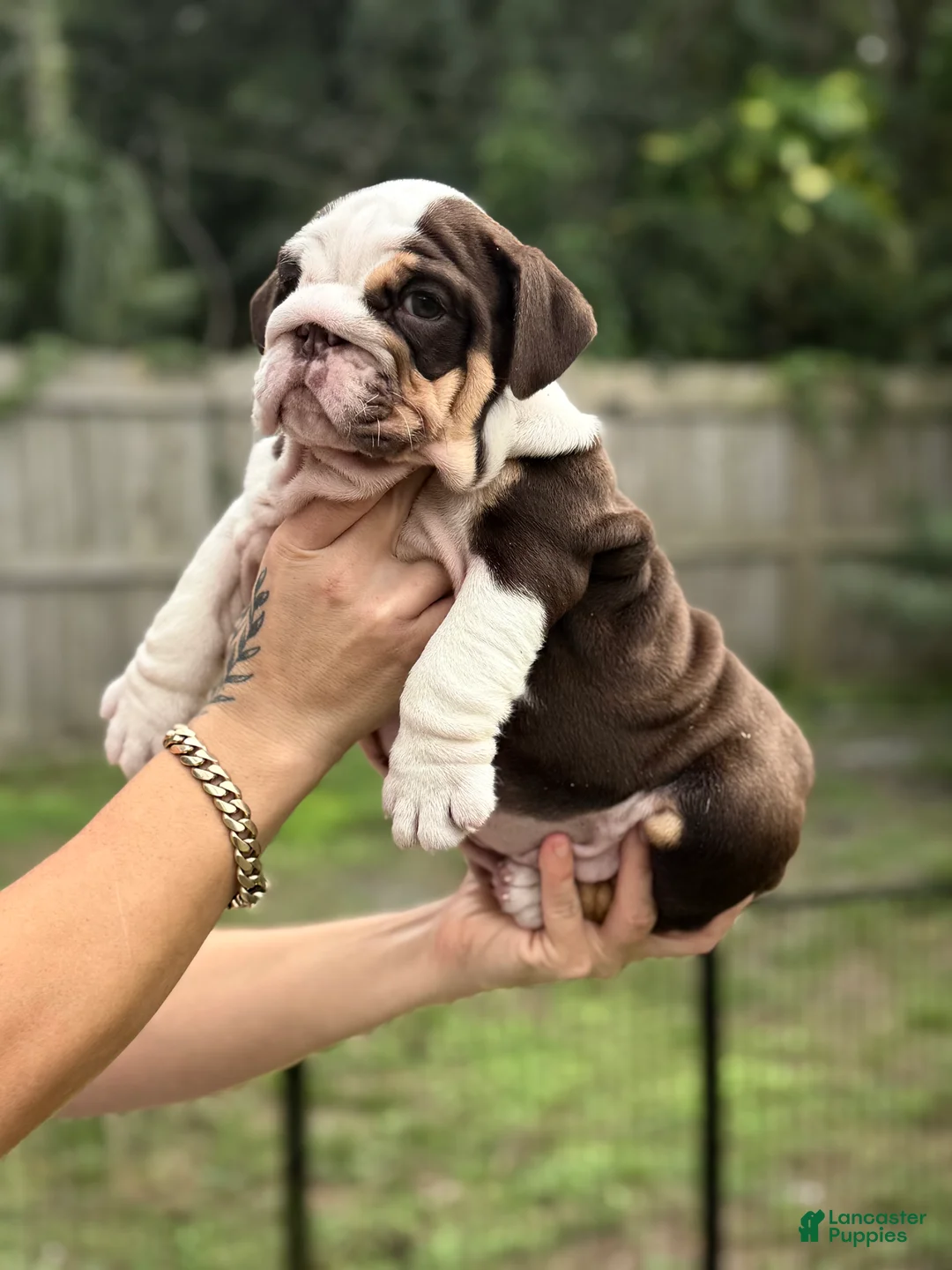 English Bulldog dogs for sale: Miss Mystique - Ad 1