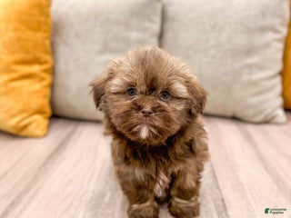 Shih Tzu dogs Skye - Ad 26