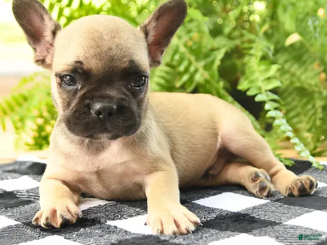 Frenchton dogs Wade - Ad 2