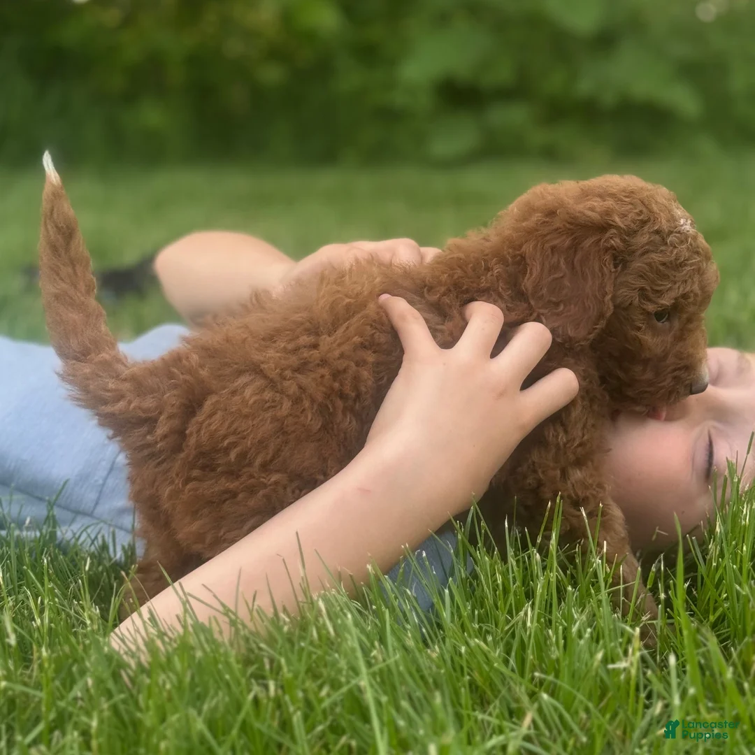 Goldendoodle dogs for sale: Goldendoodle 5 - Ad 1