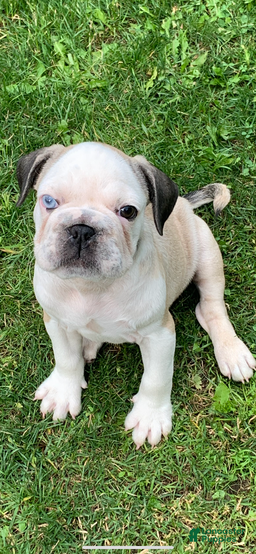 Frug dogs for sale: Snoopy - Ad 3