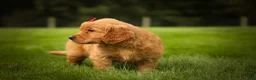 Golden Retriever dogs for sale: Hunter💙 - Ad 8