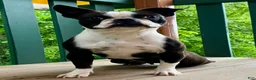 Boston Terrier dogs for sale: Mr. Jax - Ad 9