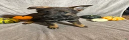 German Shepherd dogs for sale: Sally (Cream Collar Female)  - Ad 3