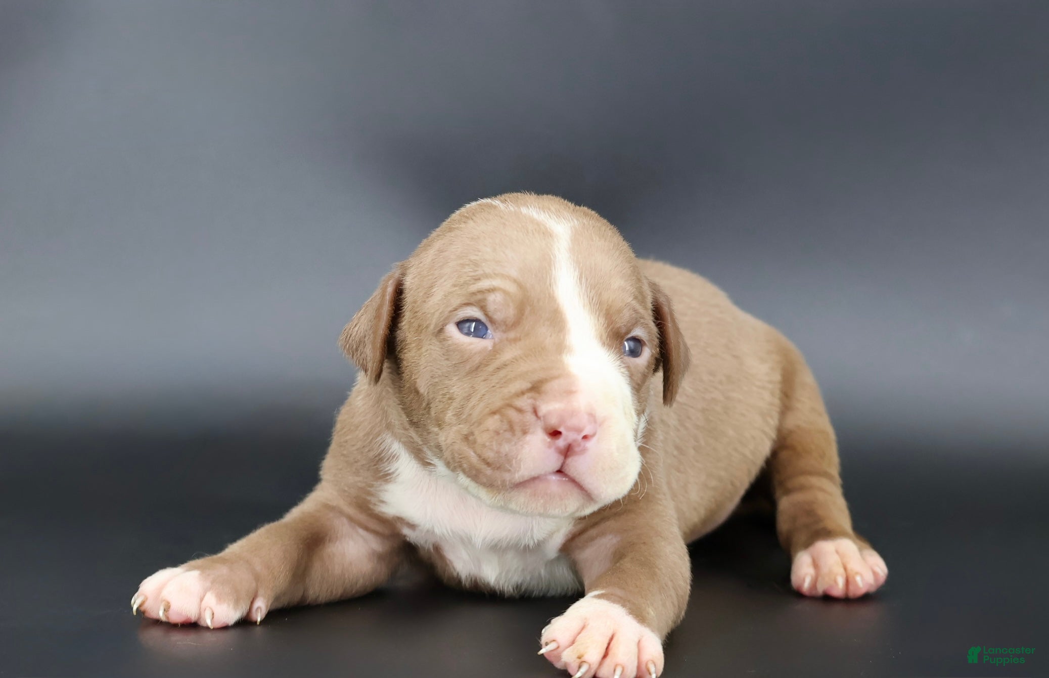 American Bully dogs Crimson - Ad 32