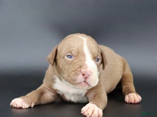 American Bully dogs Crimson - Ad 6