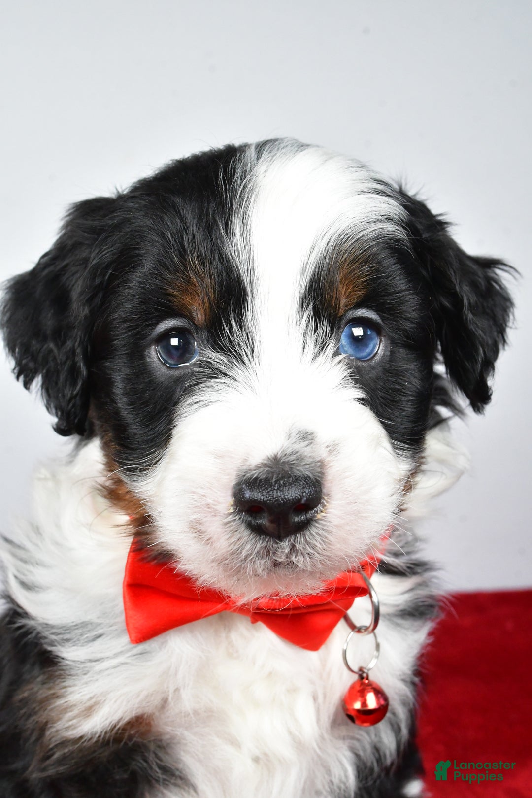 Mini Aussiedoodle dogs for sale: Shadow - Ad 11