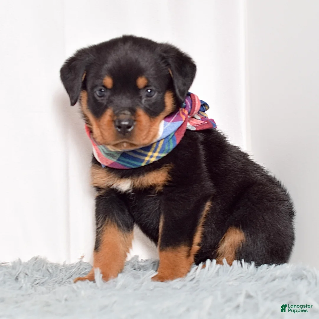 Rottweiler dogs for sale: Warrior - Ad 2