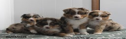 Australian Shepherd dogs for sale: Lance - Ad 2