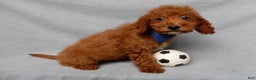 Mini Goldendoodle dogs for sale: Milo - Ad 6