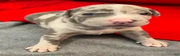 American Bully dogs for sale: American Bully 1 - Ad 4