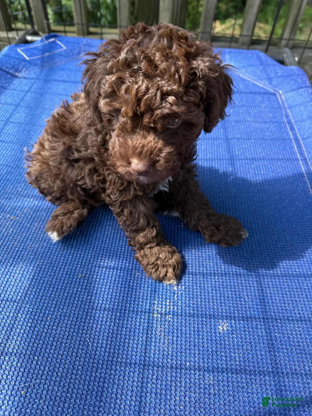 Miniature Poodle dogs for sale: SAMUEL - Ad 2