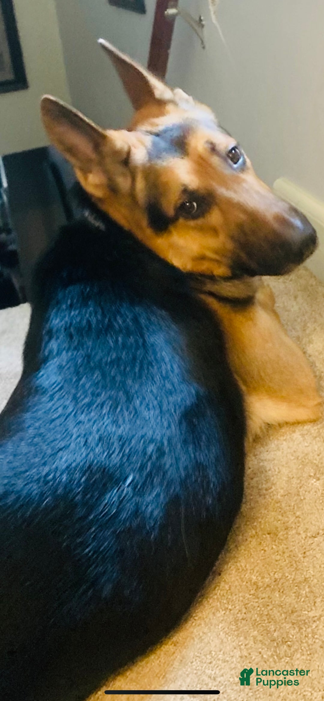 German Shepherd Puppy for sale in Schenectady Lancaster Puppies