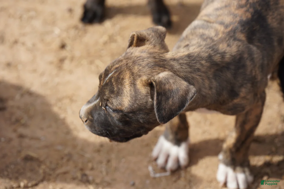 Mixed Breed dogs for sale: Bandogge Brindle M - Ad 2