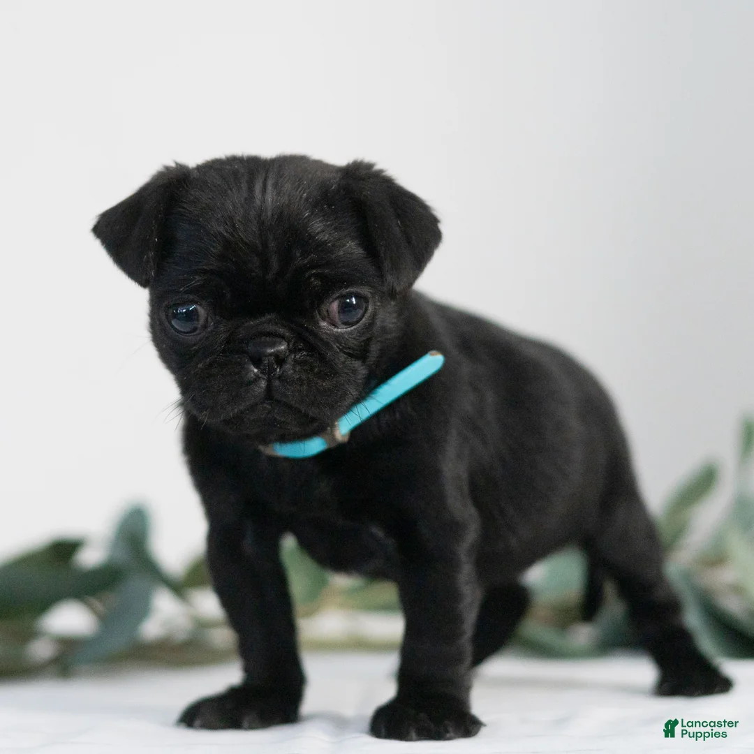 Pug dogs for sale: Thomas  - Ad 1