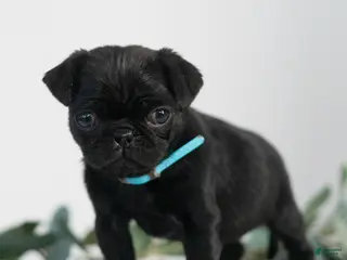 Pug dogs Thomas - Ad 41