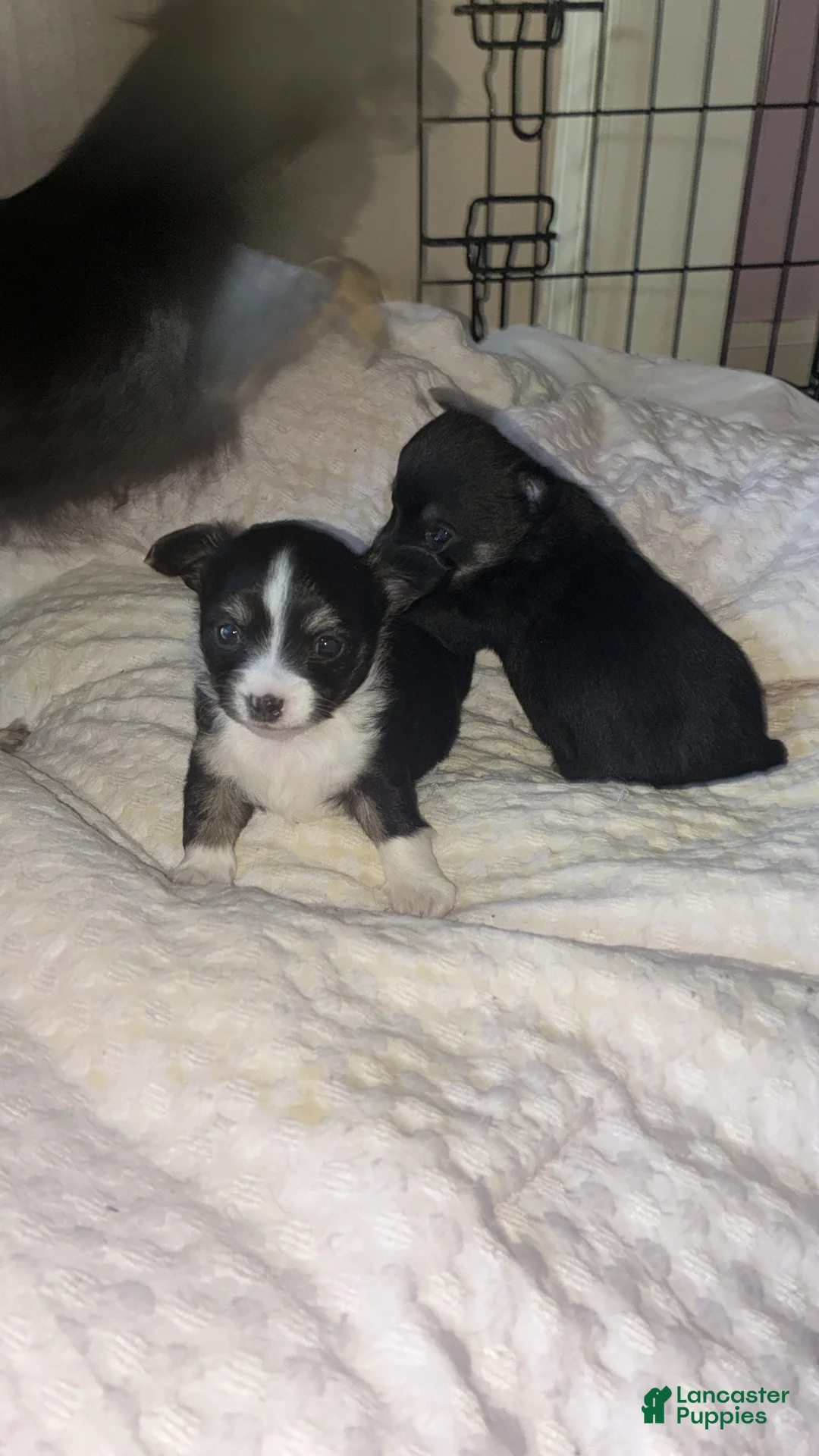 Chihuahua dogs for sale: Chihuahua Puppy 2 - Ad 2
