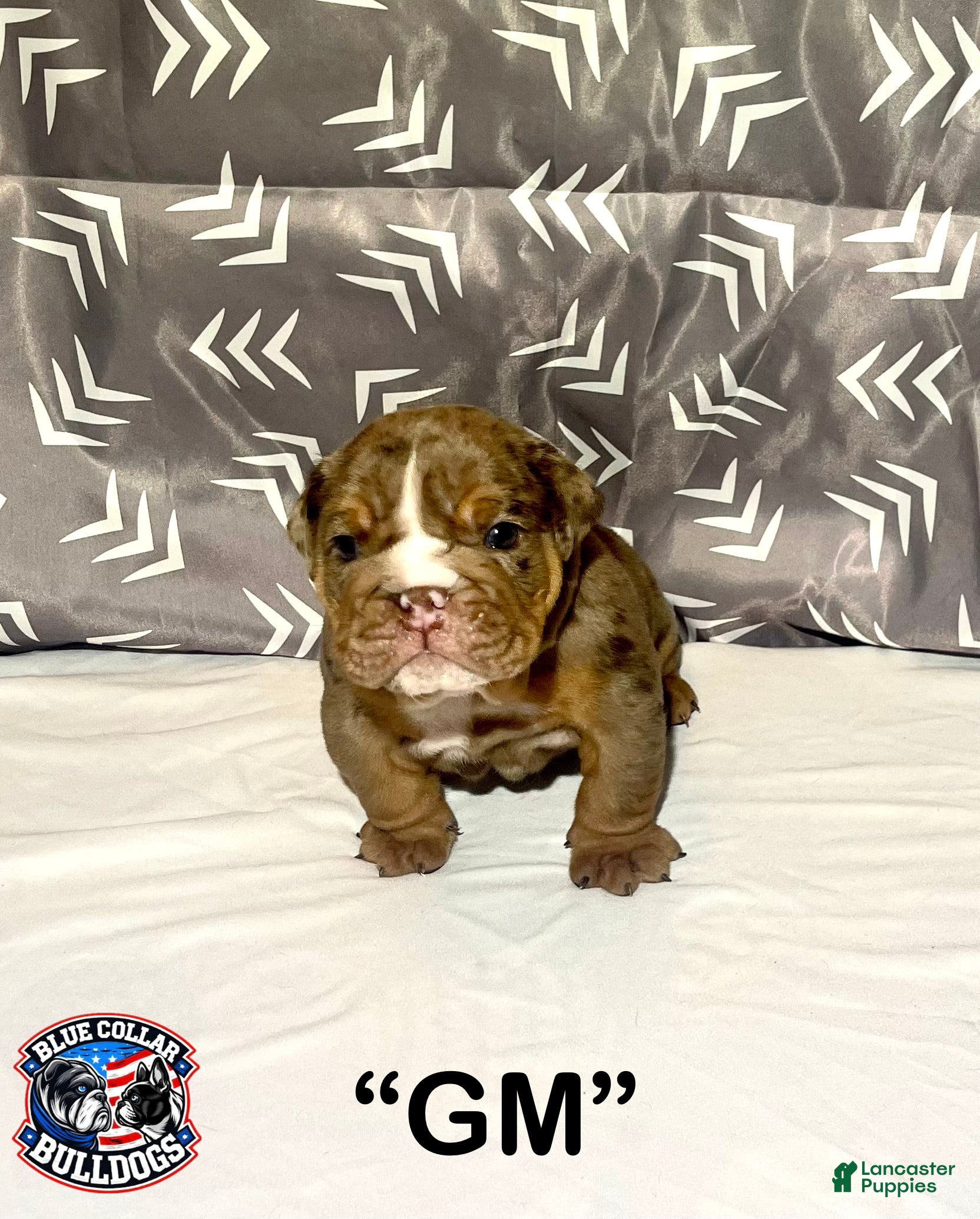 English Bulldog dogs English Bulldog Puppy - GM  - Ad 42