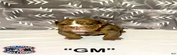 English Bulldog dogs for sale: English Bulldog Puppy - GM  - Ad 1
