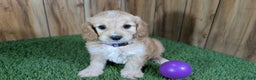 Cavapoo dogs for sale: Brin Girl 1 - Ad 2