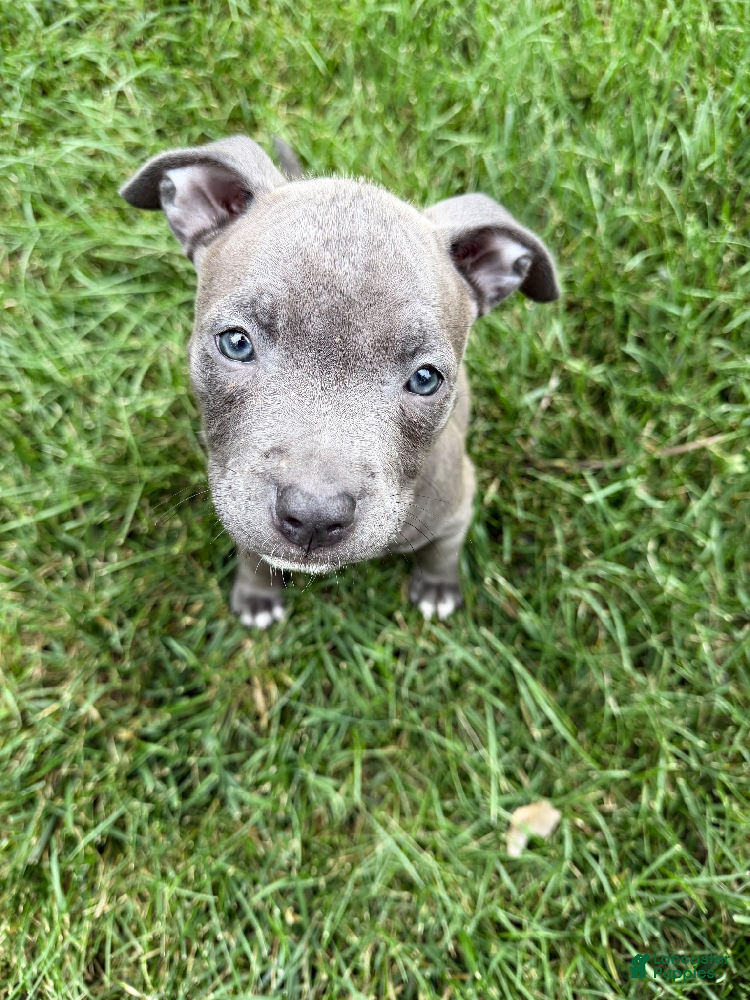 Mixed Breed dogs Alo - Ad 12