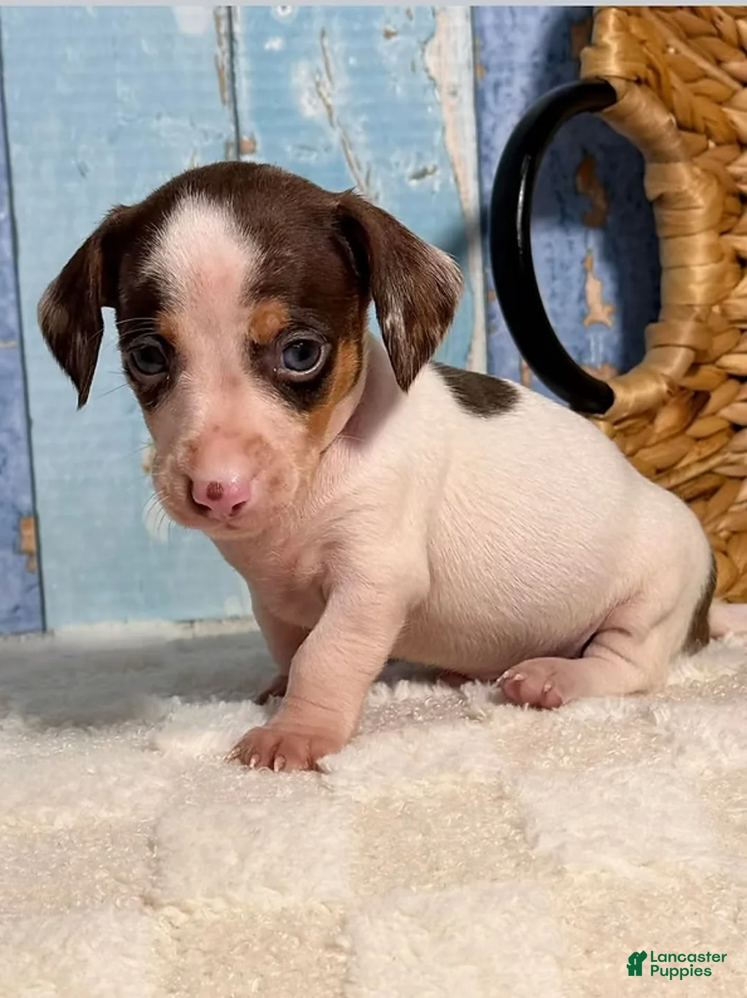 Miniature Dachshund dogs for sale: Miniature Dachshund Puppy 1 - Ad 1